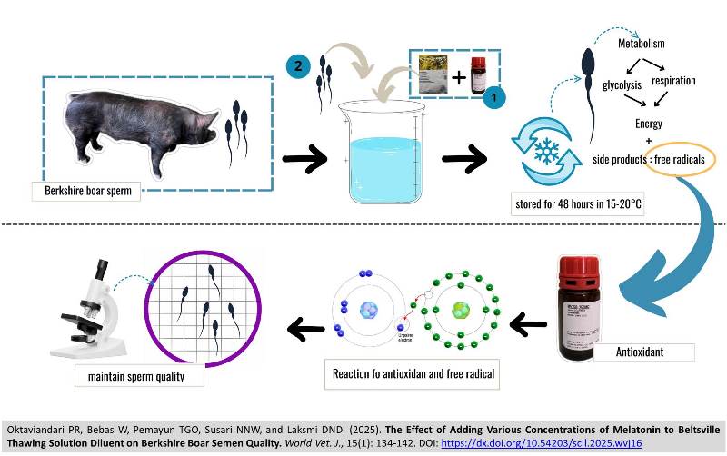 511-Melatonin_on_Boar_Semen