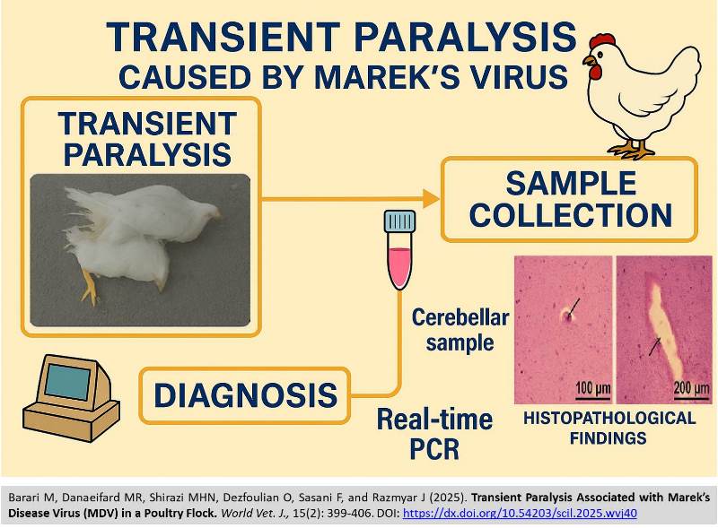 539-Mareks_Disease_Virus