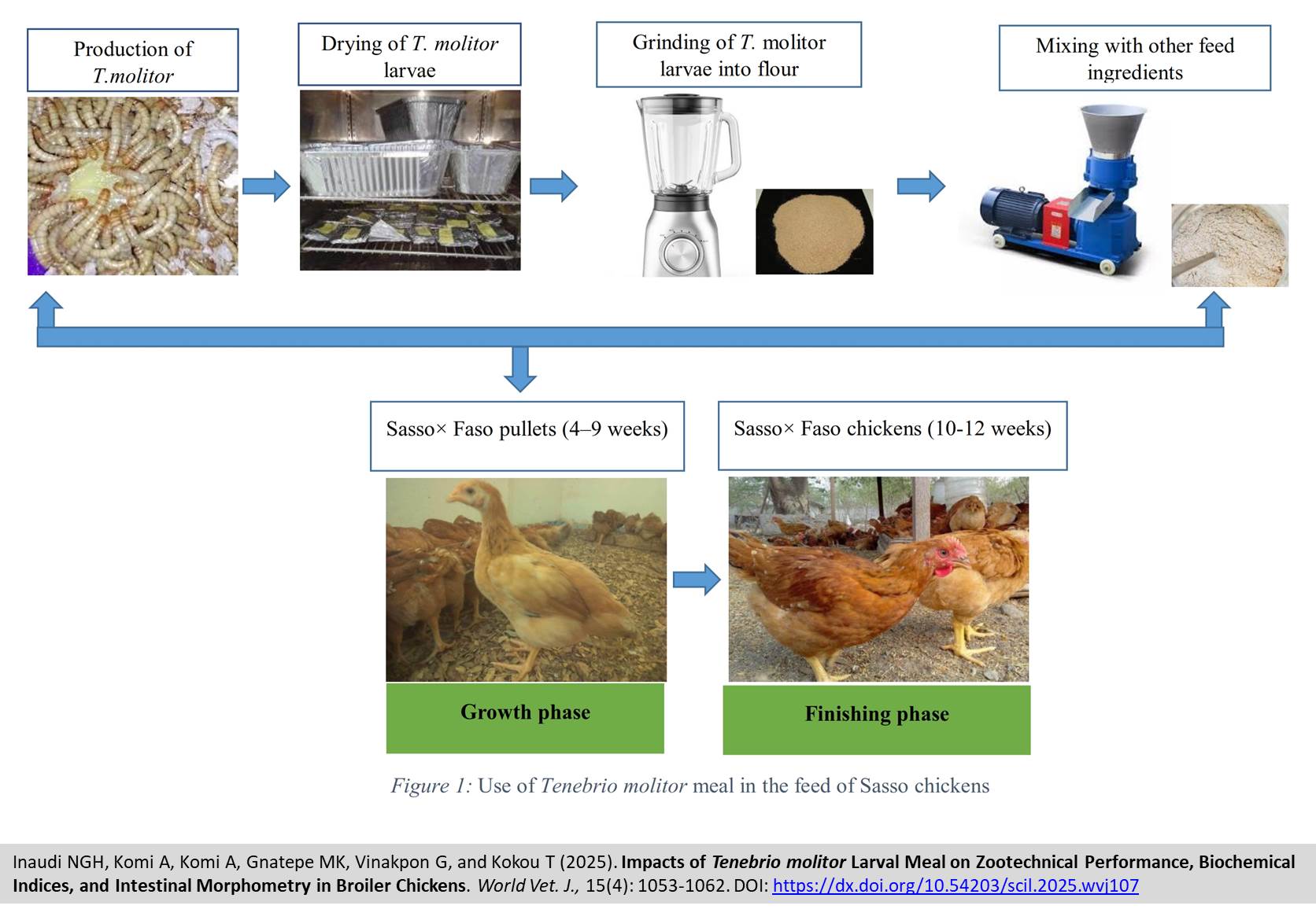 603-Impacts_of_Tenebrio_molitor_Larval_Meal_on_broiler
