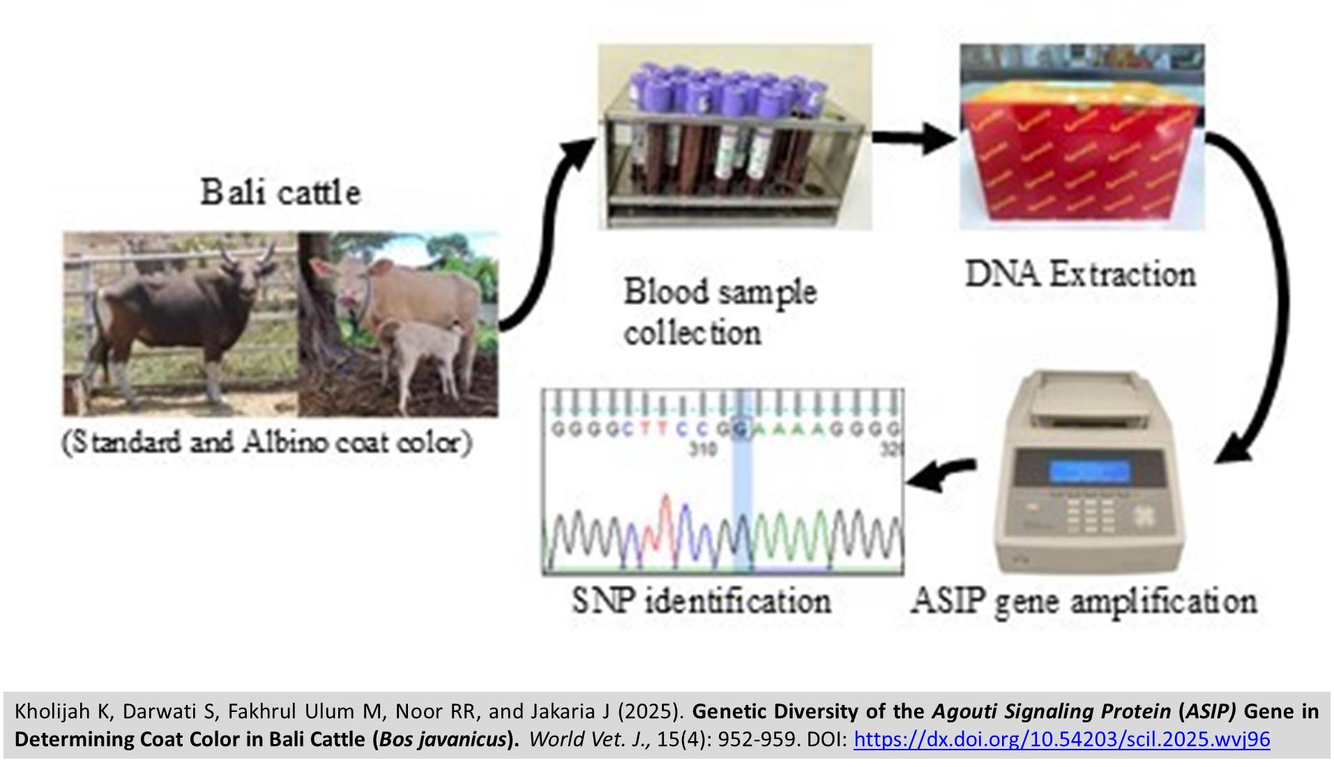 613-Agouti_Signaling_Protein_Gene_in_Determining_Coat_Color_in_Bali_Cattle