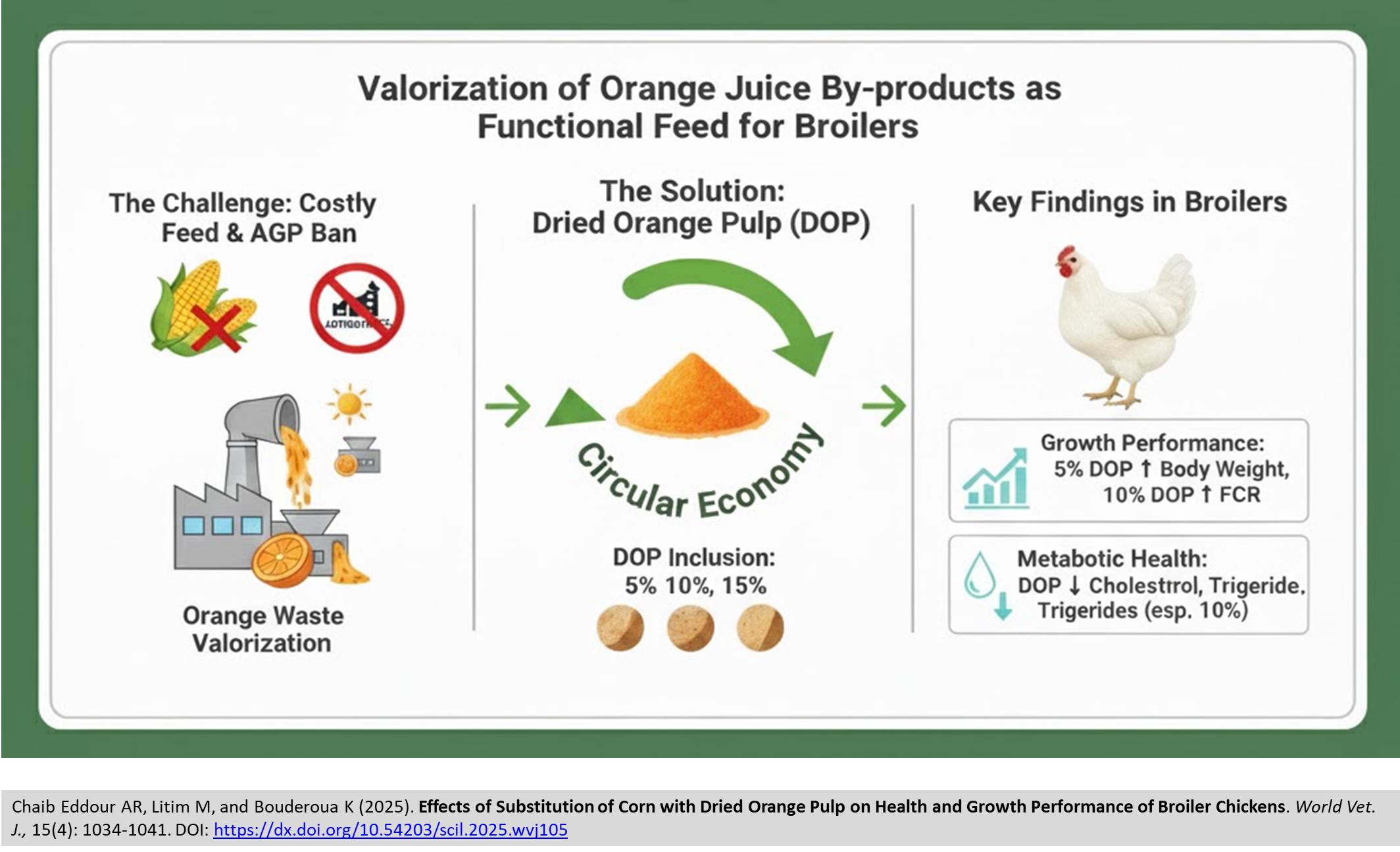 626-Corn_with_Dried_Orange_Pulp_on_of_Broiler