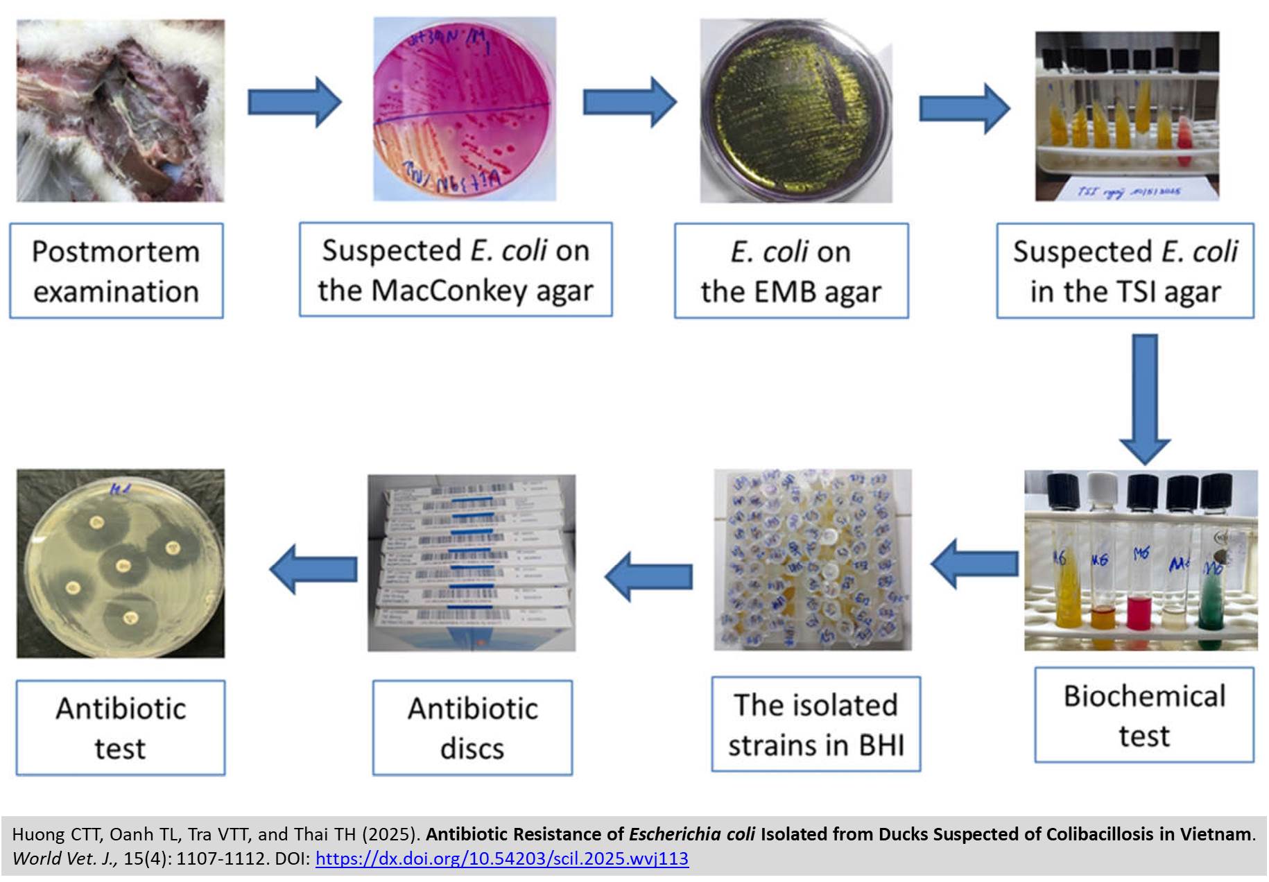 633-Antibiotic_Resistance_of_Escherichia_coli_Isolated_from_Ducks