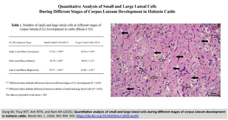 646-small_and_large_luteal_cells