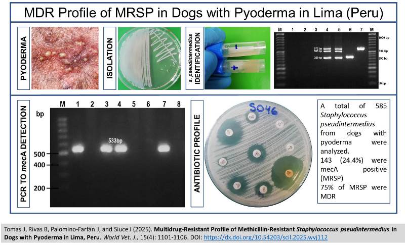 666-Staphylococcus_pseudintermedius_-_low