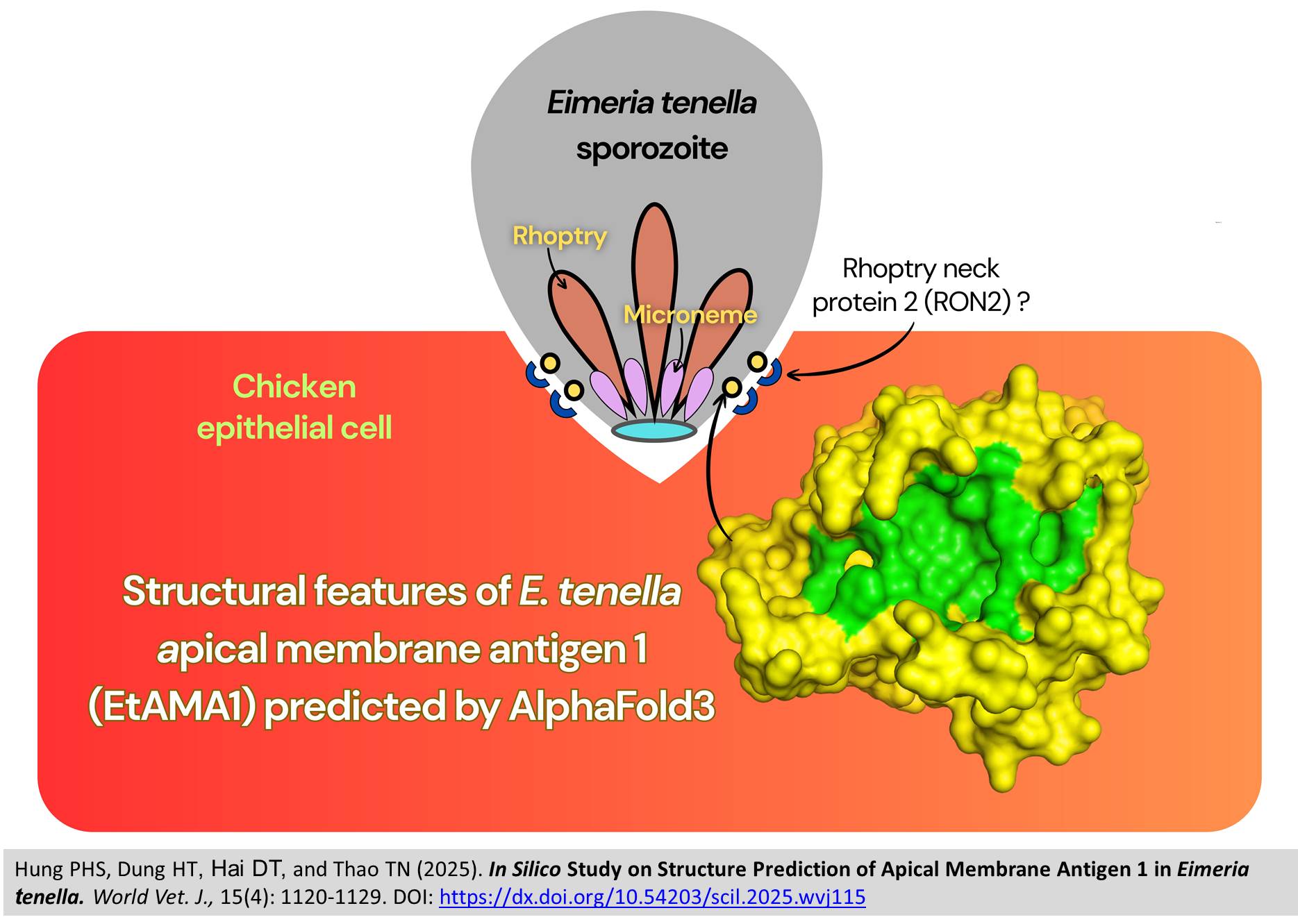 698-Prediction_of_Apical_Membrane_Antigen_1_in_Eimeria_tenella