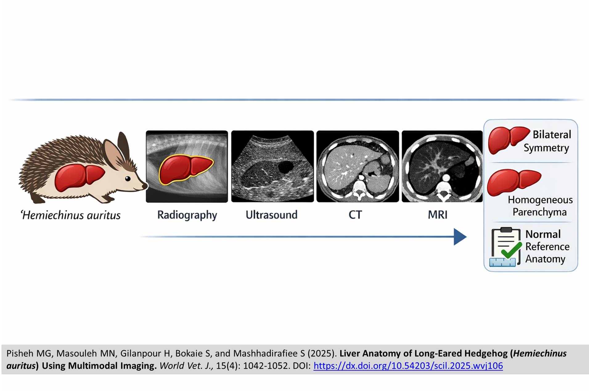 708-Liver_Anatomy_of_Long-Eared_Hedgehog_Hemiechinus_auritus