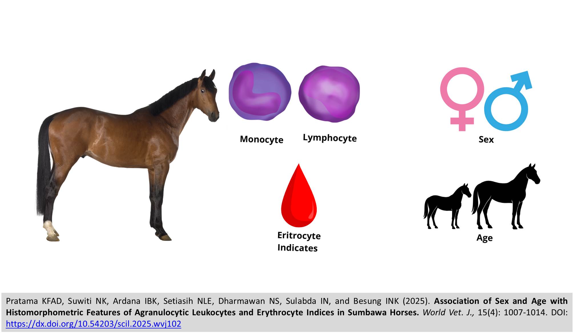 722-Agranulocytic_Leukocytes_and_Erythrocyte_Indices_in_Sumbawa_Horses