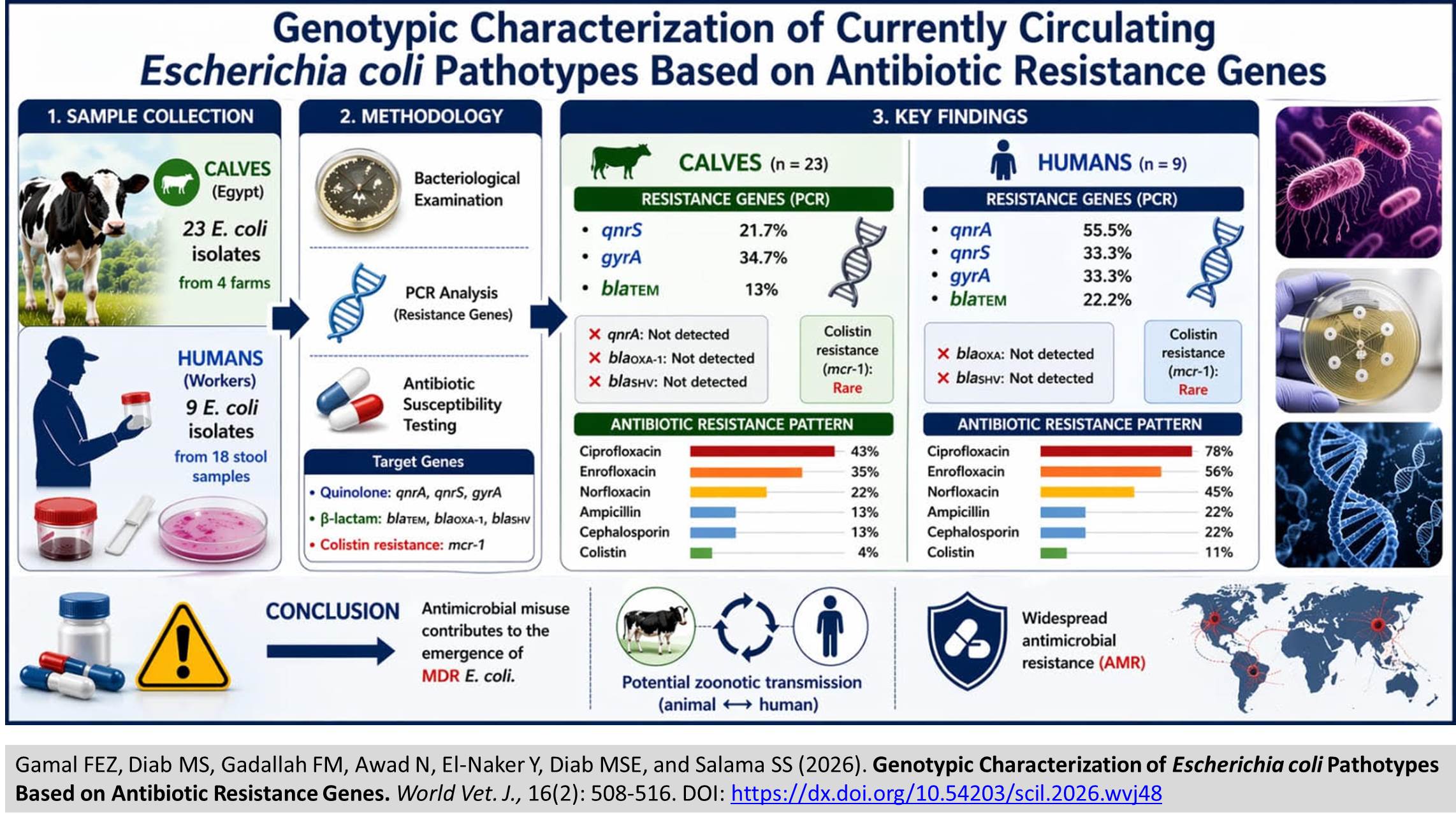 1900-93-Genotypic_Characterization_of_Escherichia_coli
