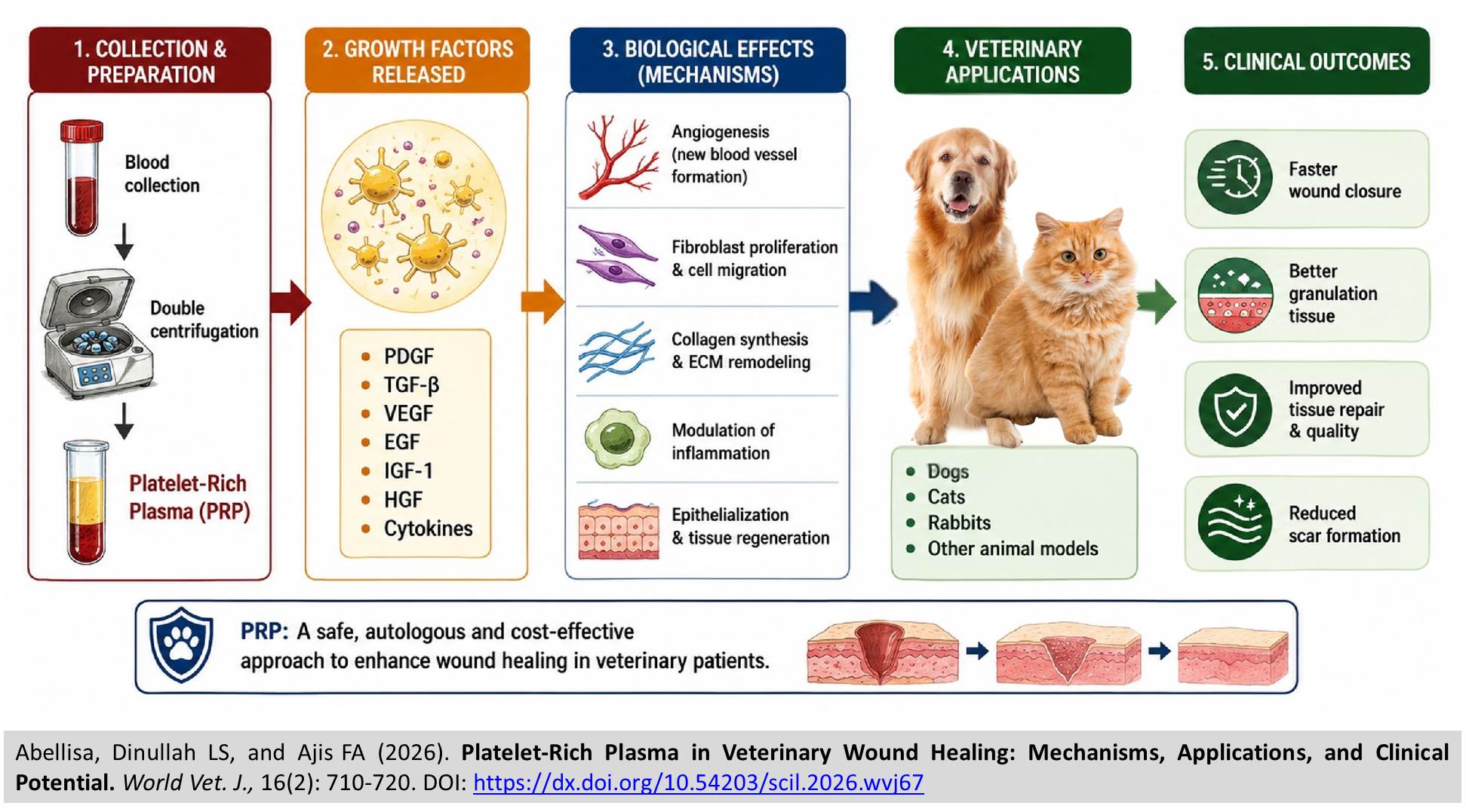 571-Platelet-Rich_Plasma_in_Veterinary_Wound_Healing
