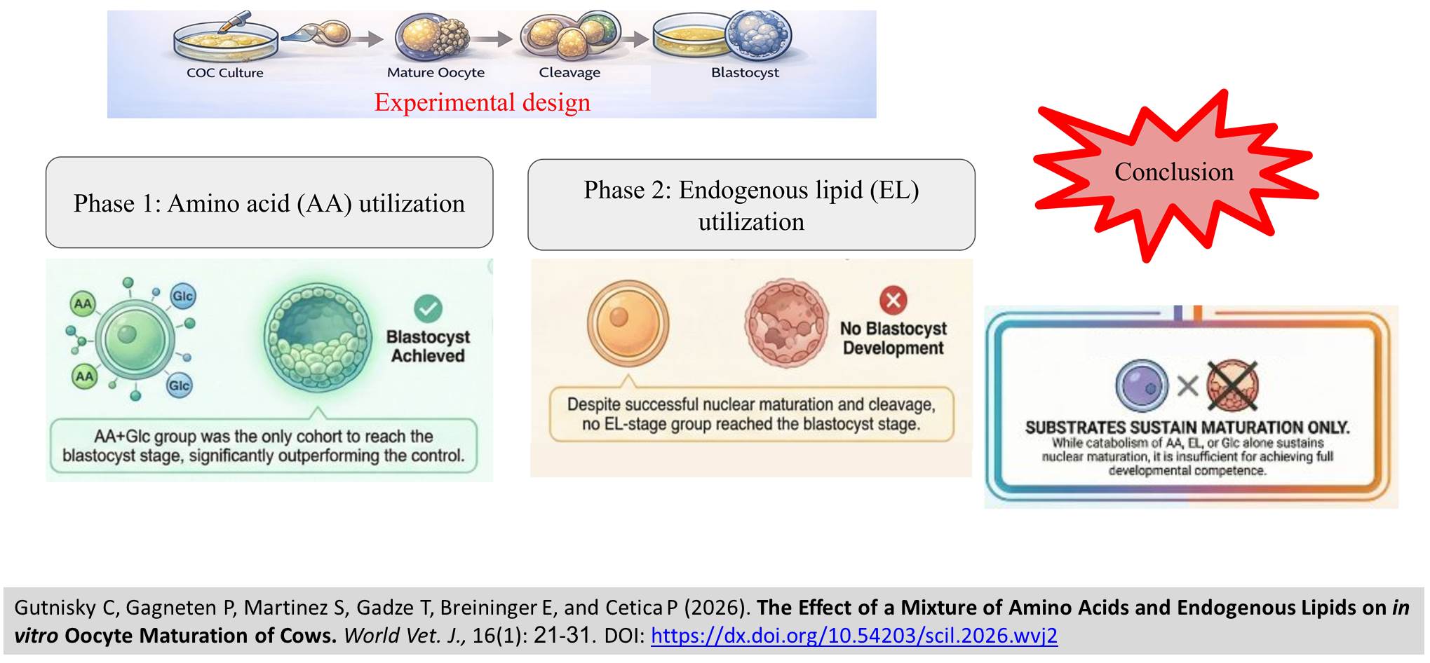 617-Amino_Acids_and_Endogenous_Lipids_on_in_vitro_Oocyte_Maturation_of_Cows