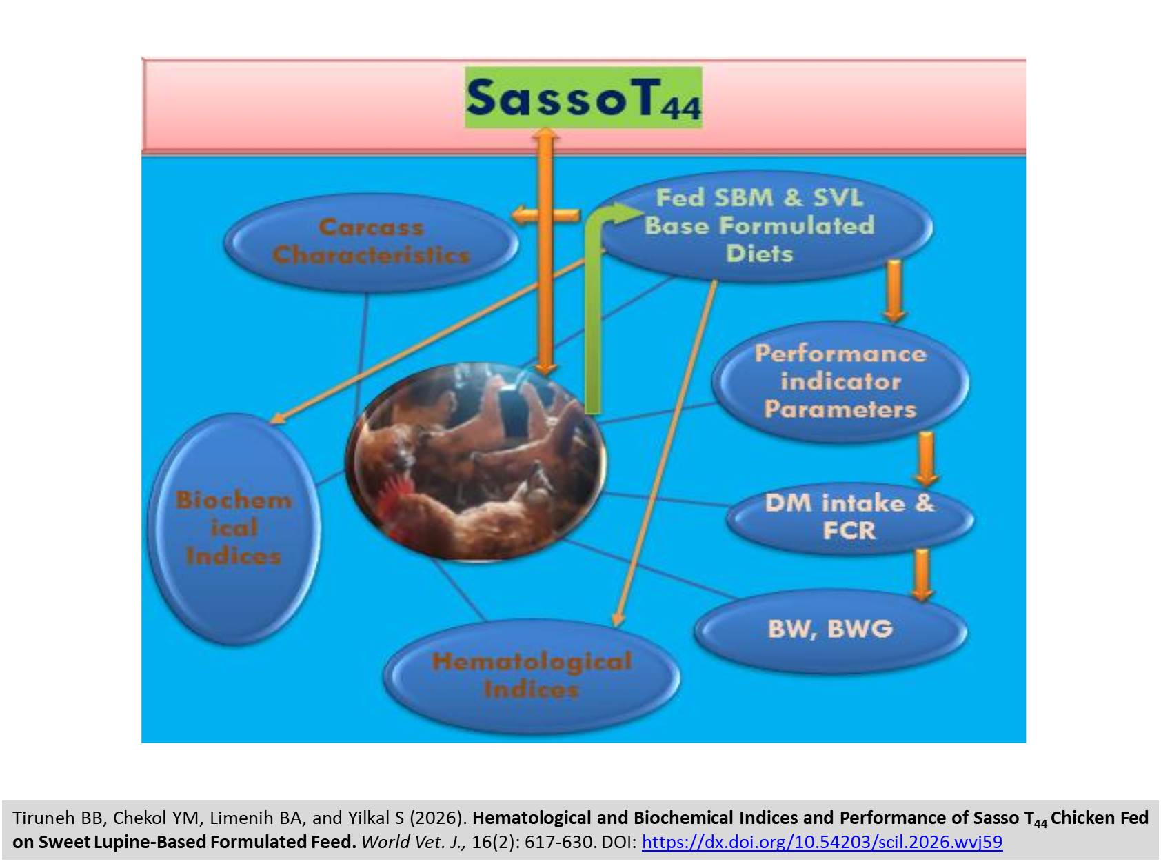 751-Sasso_T44_Chicken_Fed_on_Sweet_Lupine-Based_Formulated_Feed