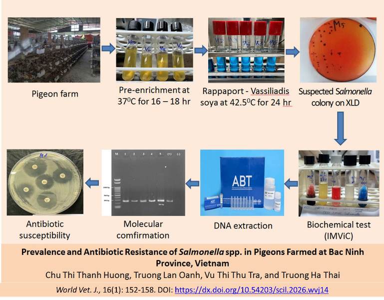 778-Salmonella_spp_in_Pigeons