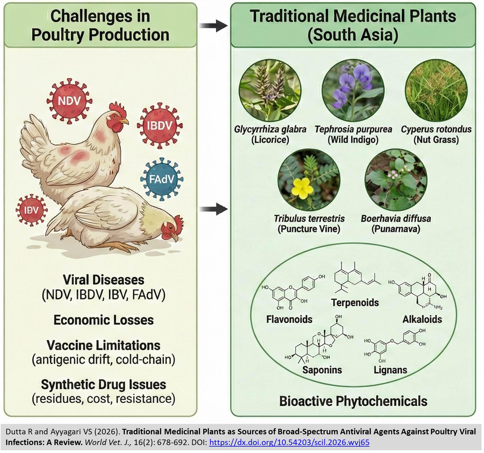 793-Traditional_Medicinal_Plants_Against_Poultry_Viral_Infections