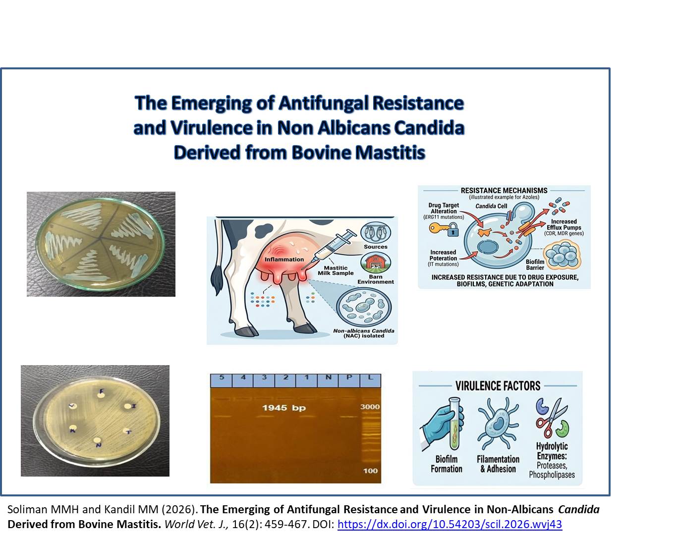797-Non-Albicans_Candida_Derived_from_Bovine_Mastitis