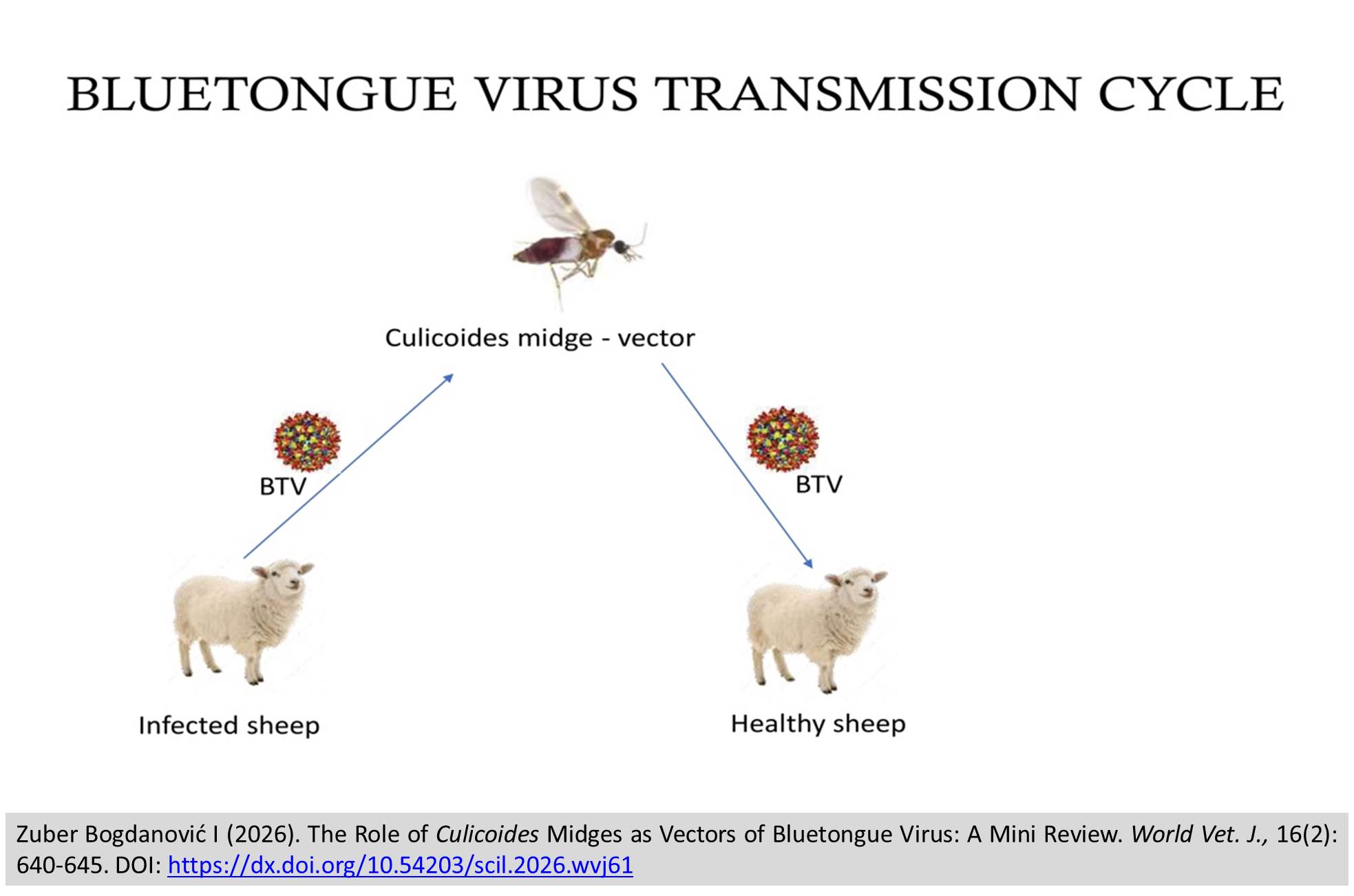 829-The_Role_of_Culicoides_Midges_as_Vectors_of_Bluetongue_Virus