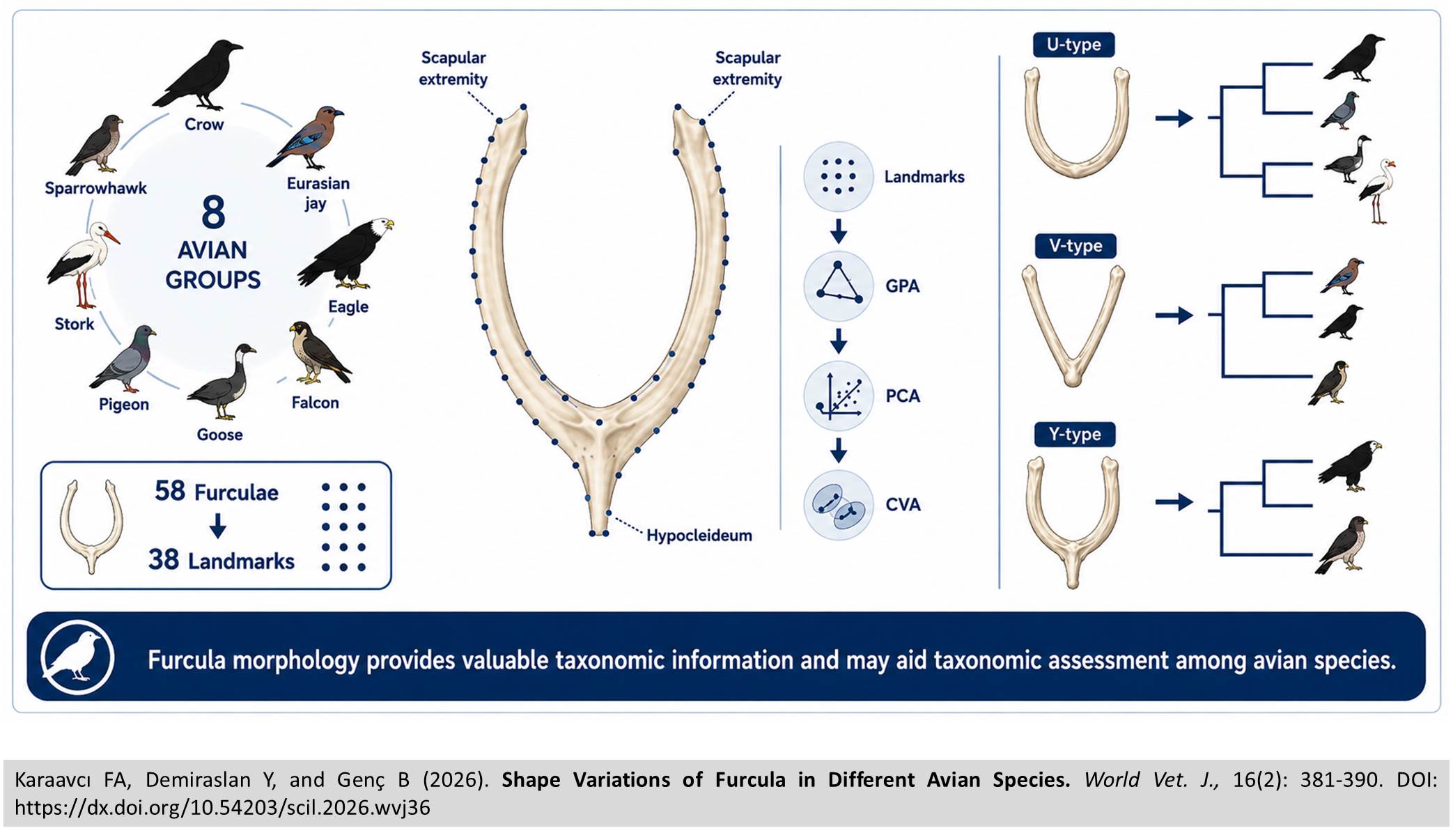 832-Shape_Variations_of_Furcula_in_Different_Avian_Species