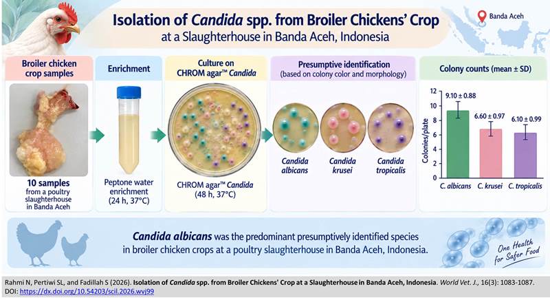 837-Candida spp