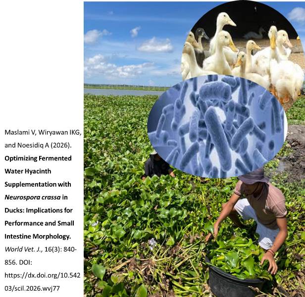 839-Water_Hyacinth_in_Ducks
