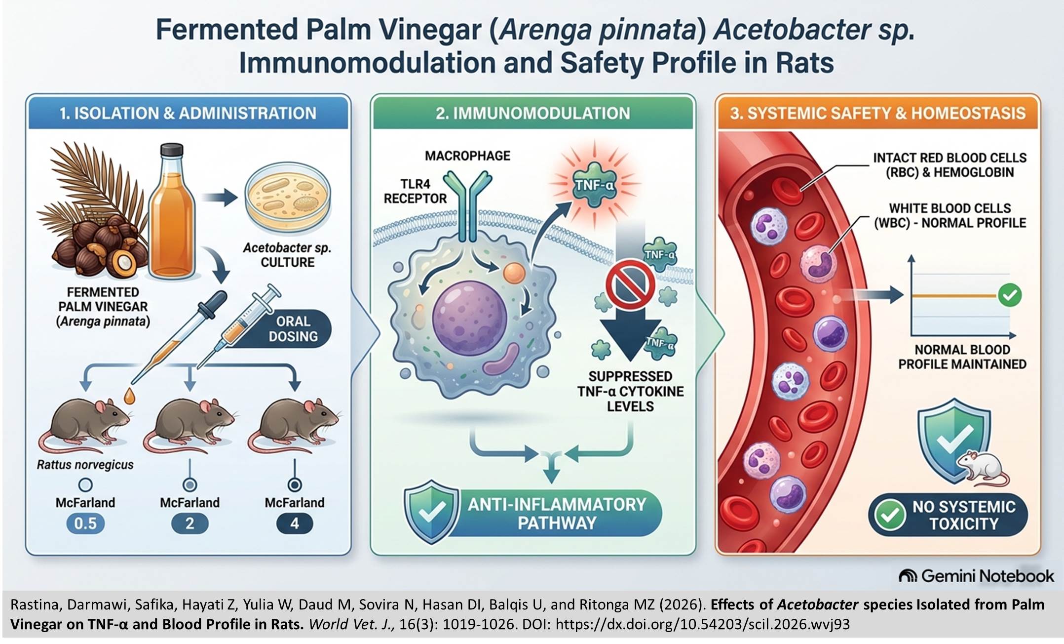 905-Palm Vinegar on TNF-α and Blood Profile in Rats