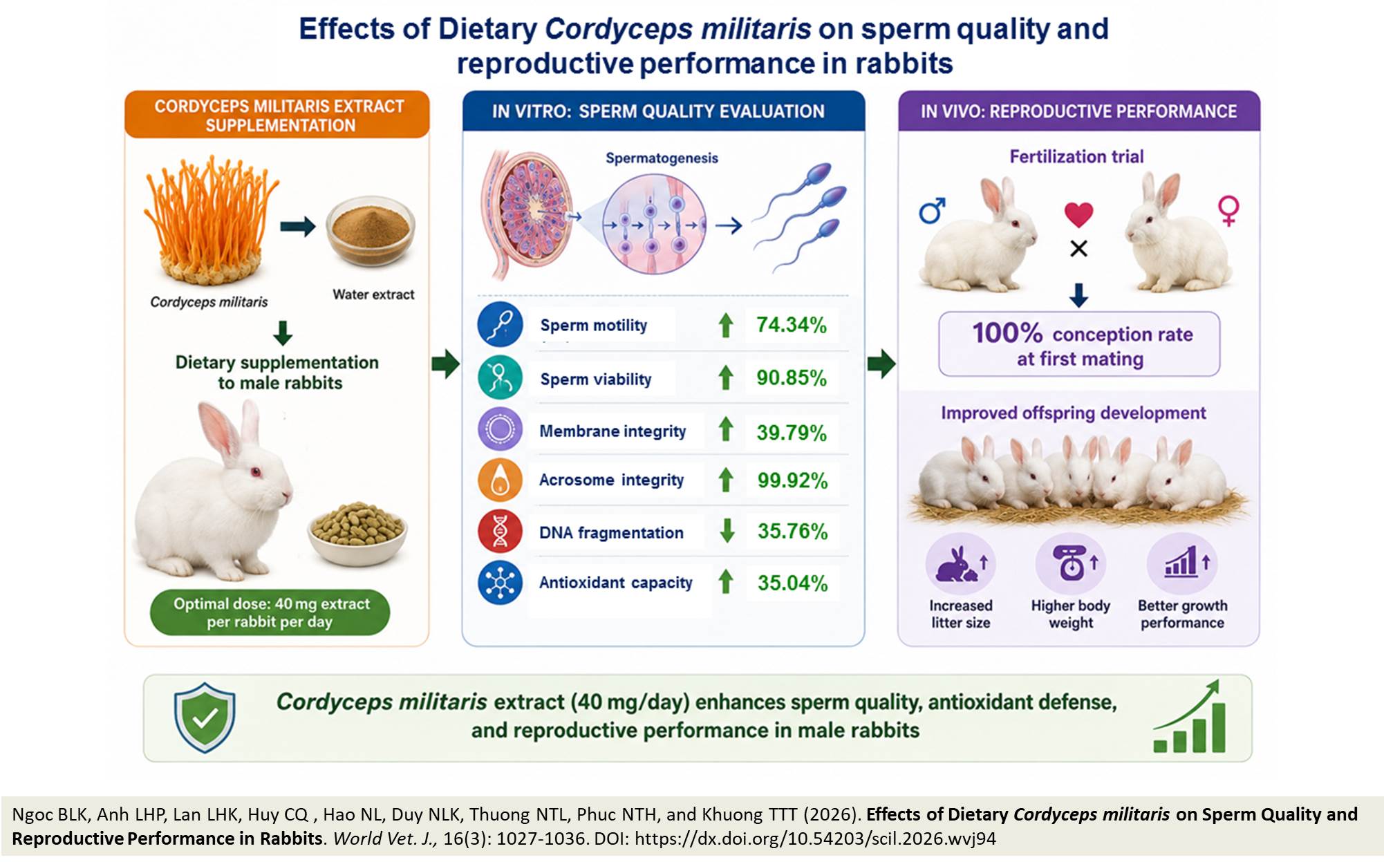 913-Sperm Quality and Reproductive Performance in Rabbits