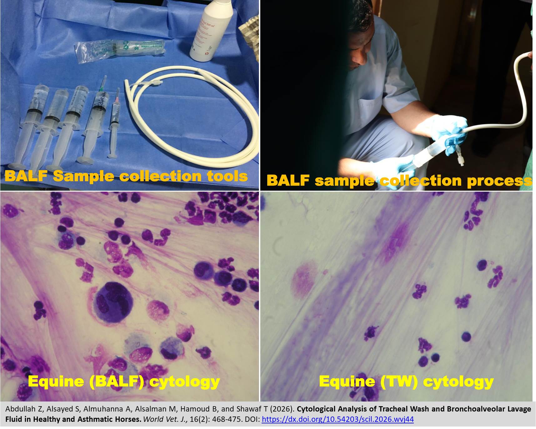 FSC-14-_Tracheal_Wash_and_Bronchoalveolar_Lavage_Fluid_in__Horses