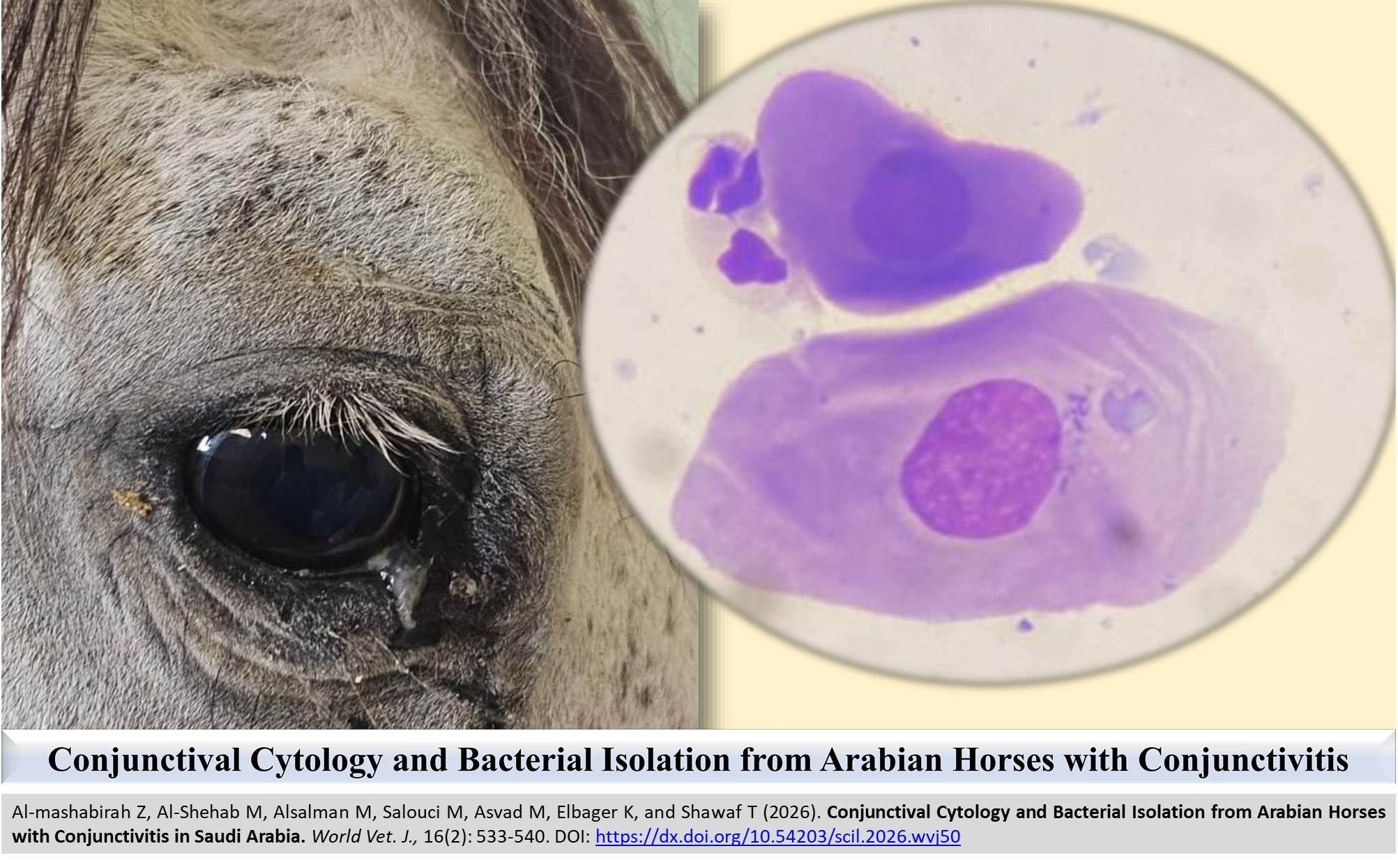 FSC-15-_Conjunctival_Cytology_and_Bacterial_Isolation_from_Arabian_Horses